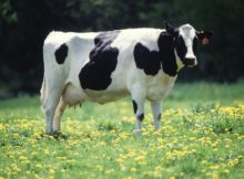 cow