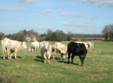 cows in field